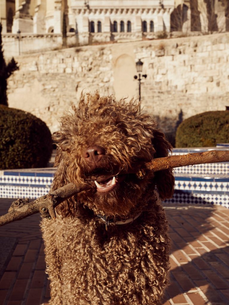 retrato  perro de agua madrid