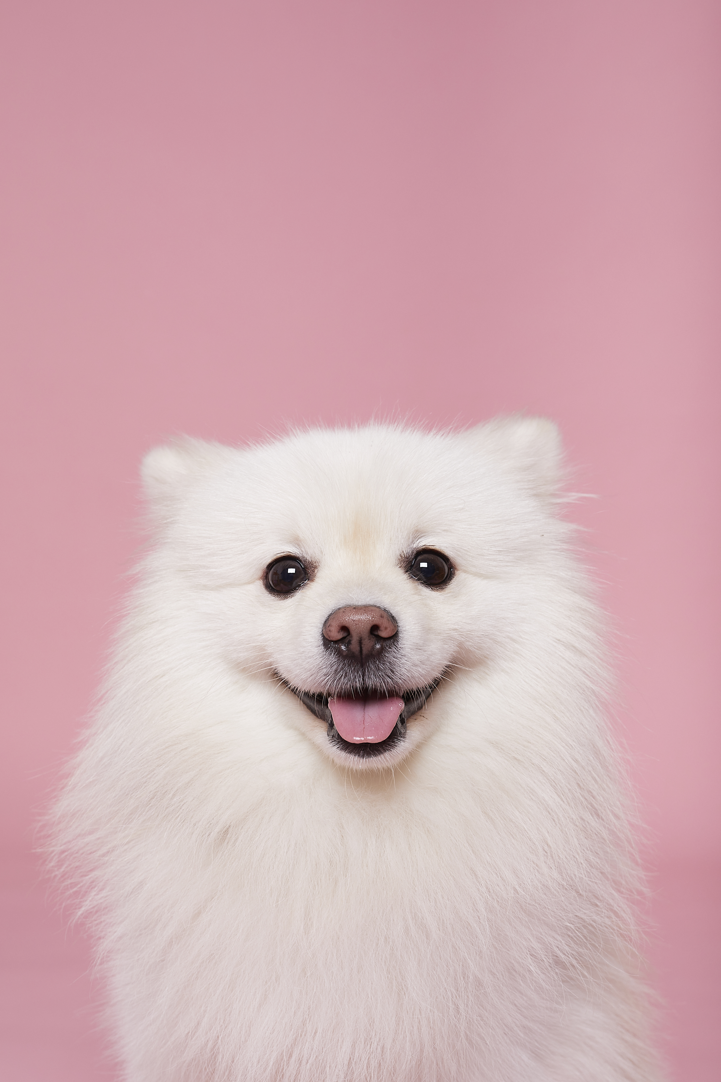 e-commece pet brand fotografia profesional mascotas en estudio madrid fotos para cliente canva.com