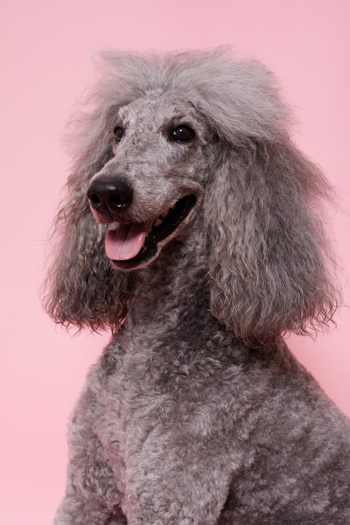 fotografia de perros en estudio madrid españa