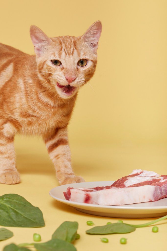 Tienes una marca para mascotas y necesitas ayuda con la fotografia de la web, las redes y editoriales? Hablemos! Tengo amplia experiencia en e-commerce, editoriales y shootings comerciales. 