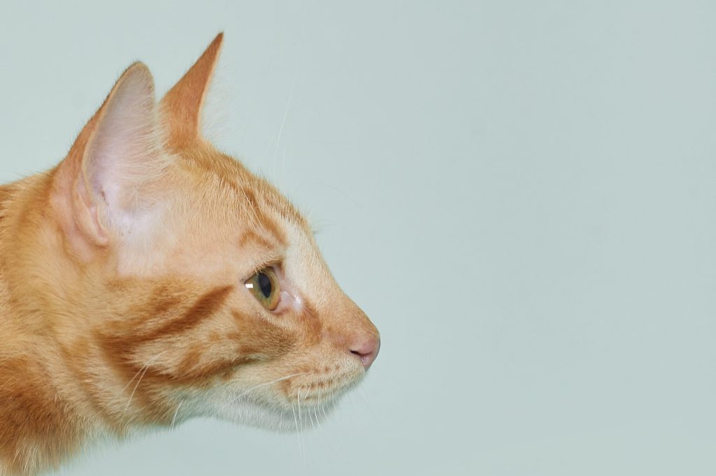 Fotografía de Mascotas y sus Humanos Favoritos Madrid 
Pet photography portraits