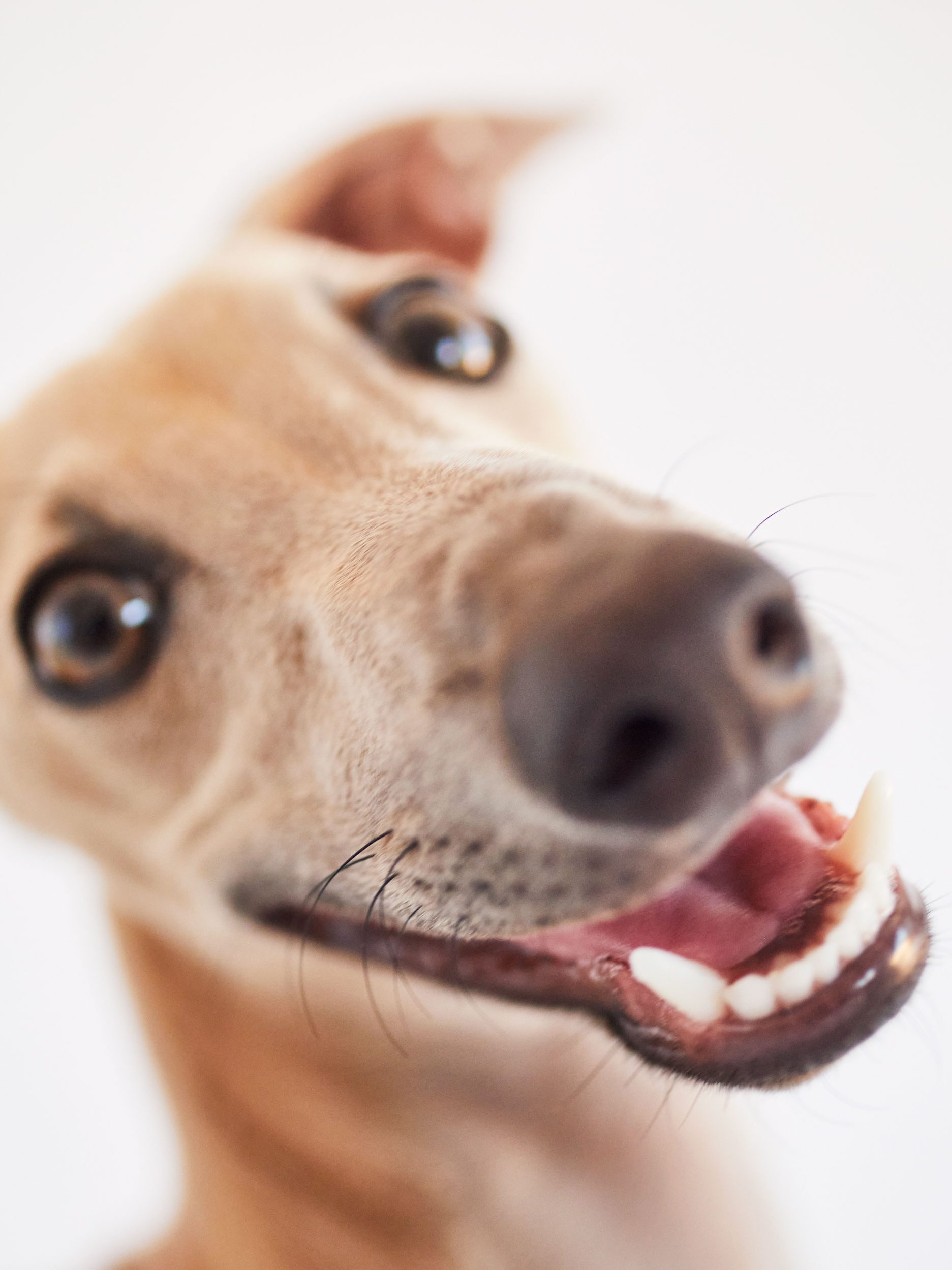 1 hora de sesión fotografía de mascota  en estudio o exterior - Madrid Legazpi/Centro. 