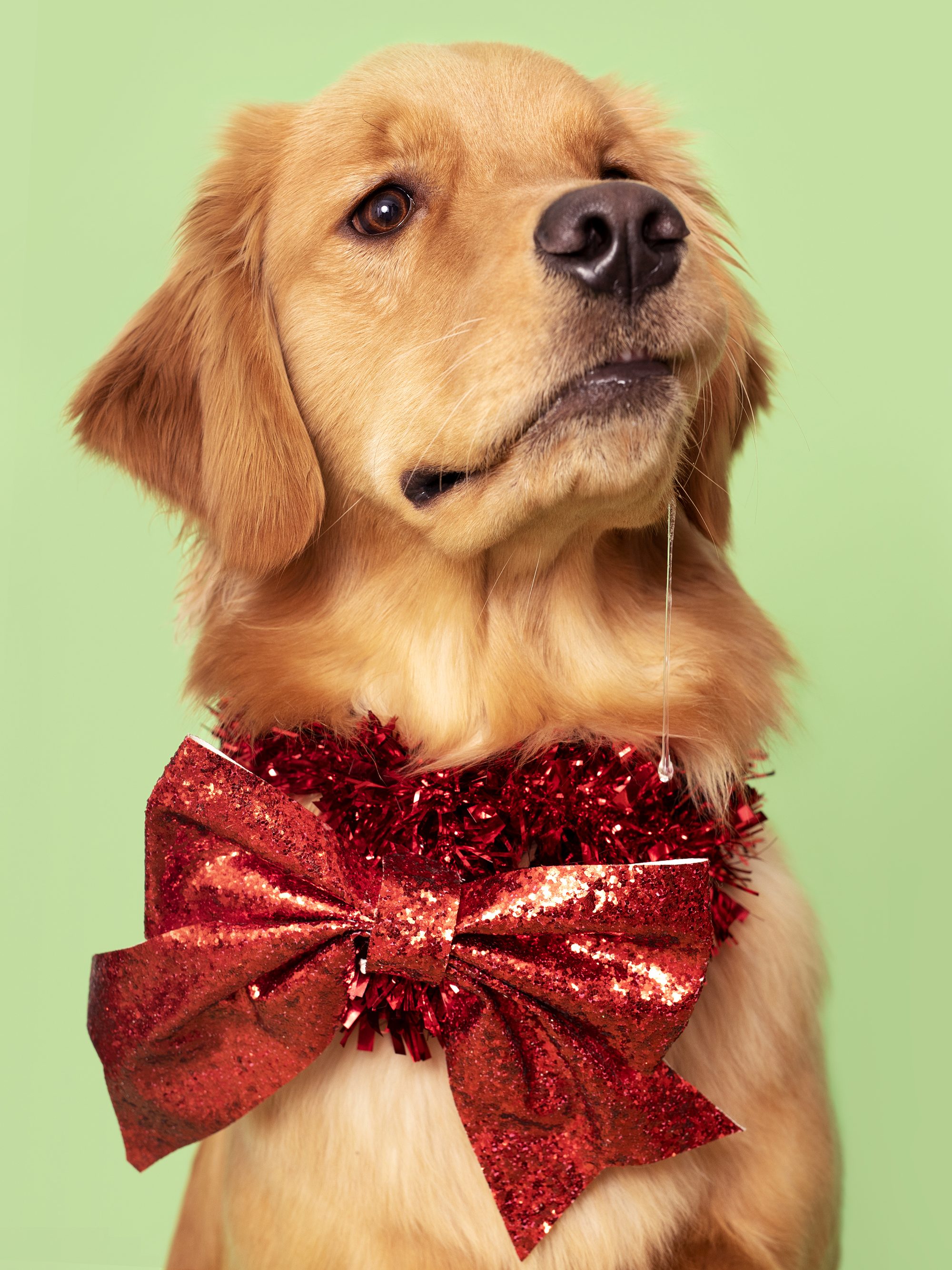 30 min. de sesión fotografiamascota en nuestro estudio en Madrid, Legazpi.